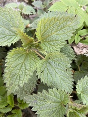 Urtica dioica