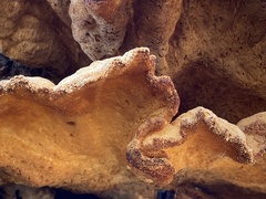 Laetiporus sulphureus