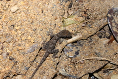 Anolis roatanensis