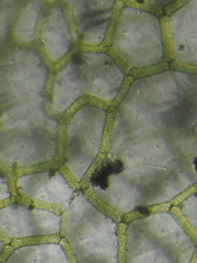 Hydrodictyon reticulatum