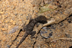 Anolis roatanensis