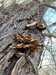 Laetiporus sulphureus