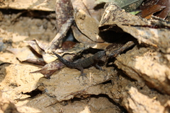 Sphaerodactylus rosaurae