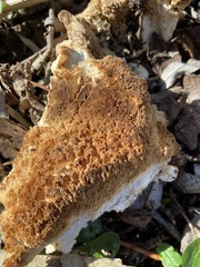 Laetiporus sulphureus