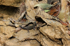 Sphaerodactylus rosaurae