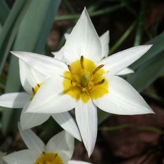 Tulipa bifloriformis