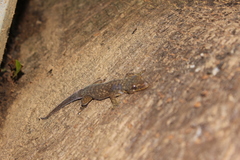 Phyllodactylus palmeus