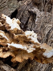 Laetiporus sulphureus