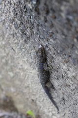 Phyllodactylus palmeus