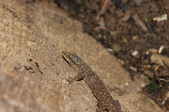 Phyllodactylus palmeus