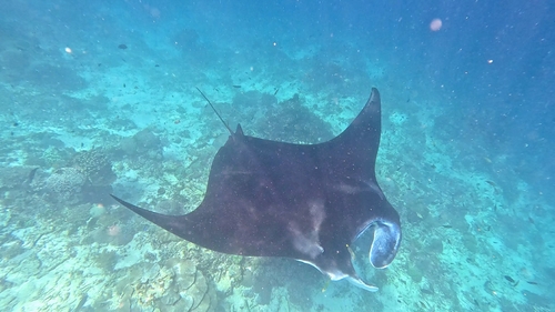 Mobula alfredi