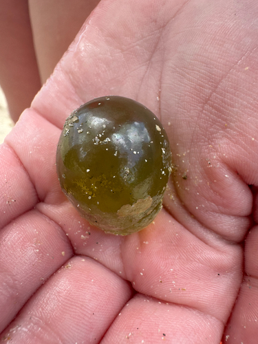 sailor's eyeball alga (Valonia ventricosa)