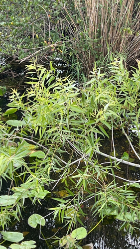 Carolina willow (Salix caroliniana)