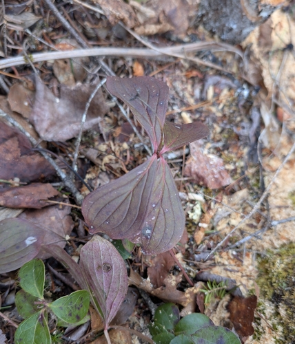 Canadian bunchberry (Cornus canadensis)