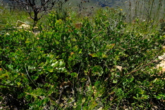 Searsia cuneifolia