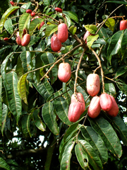 Pachylobus edulis