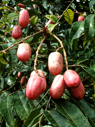 Pachylobus edulis, photograph 3