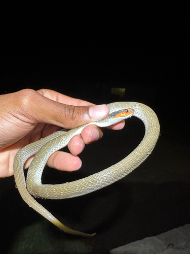 Red-lipped Snake