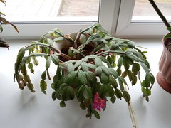 Schlumbergera buckleyi