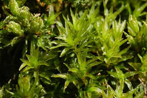 Catherine's moss (Atrichum undulatum)