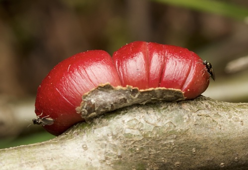 California Gall Wasp photo 6