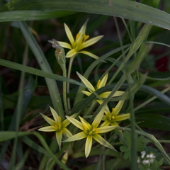 Gagea commutata