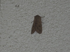Orthosia pacifica