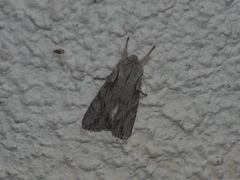 Egira crucialis