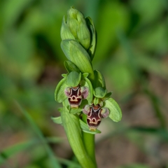 Ophrys umbilicata