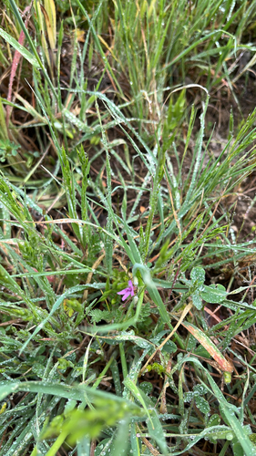 iNaturalist observation photo of Dicots