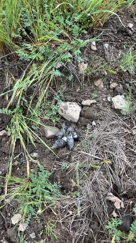 iNaturalist observation photo of Vertebrates