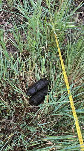 iNaturalist observation photo of Ungulates, Carnivorans, and Allies