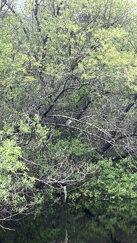 iNaturalist observation photo of Black-crowned Night Heron