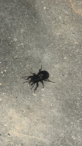iNaturalist observation photo of Promecognathus laevissimus