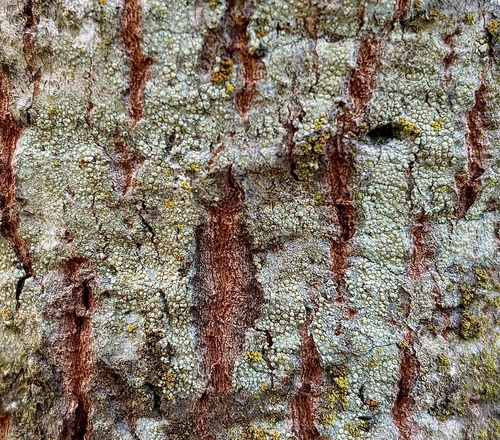 iNaturalist observation photo of Mealy Rim-lichen