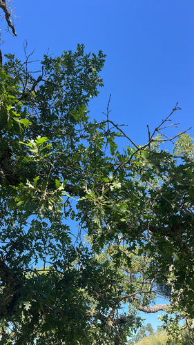 iNaturalist observation photo of valley oak