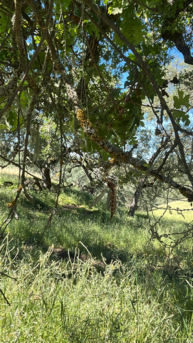 iNaturalist observation photo of Winged and Once-winged Insects