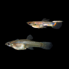 Guppy photo 1