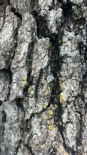 iNaturalist observation photo of Pacific Tent Caterpillar