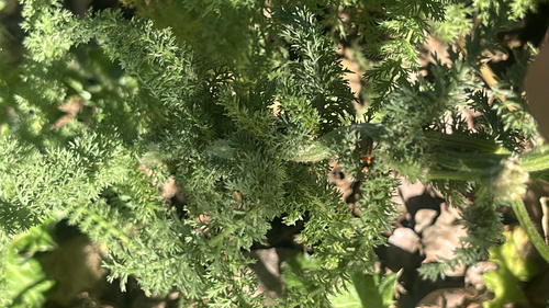 iNaturalist observation photo of common yarrow