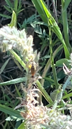 iNaturalist observation photo of Winged and Once-winged Insects