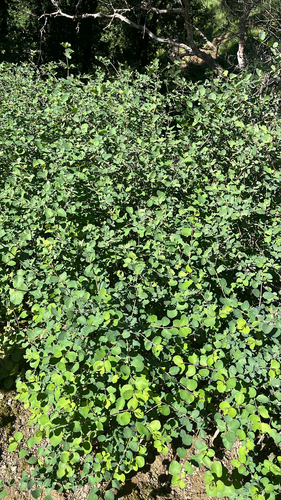 iNaturalist observation photo of Common Snowberry