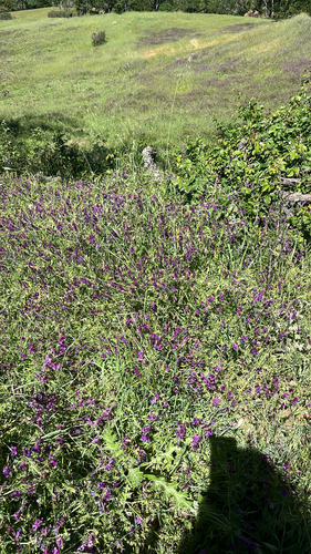 iNaturalist observation photo of hairy vetch