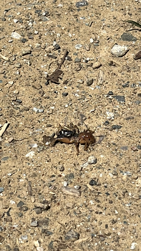 iNaturalist observation photo of Jerusalem Crickets