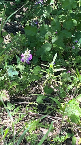 iNaturalist observation photo of Purple Chinese Houses