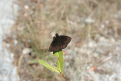 Ephyriades brunnea