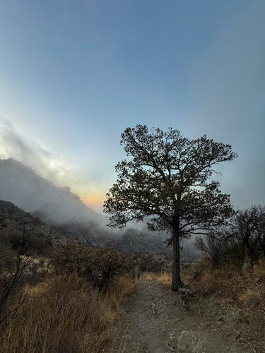 Mexican pinyon (Pinus cembroides)