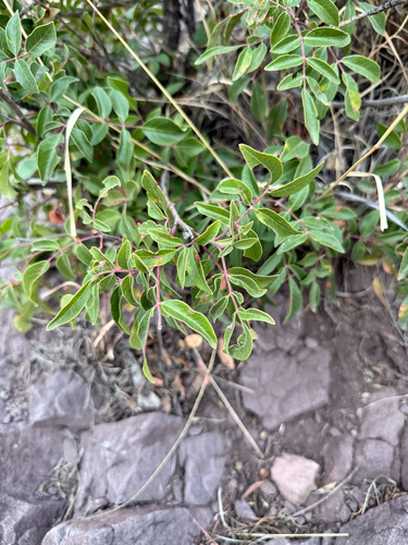 evergreen sumac (Rhus virens)