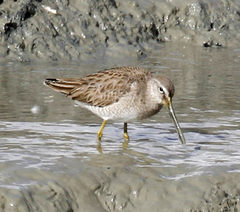 Long-Billed Dowitcher photo 3