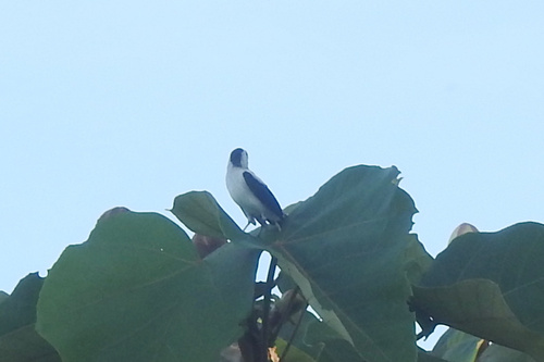Pied Water Tyrant (Fluvicola pica), photo 5
